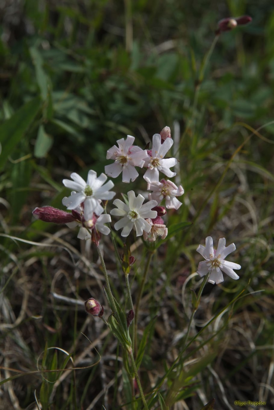 Смолевка ползучая