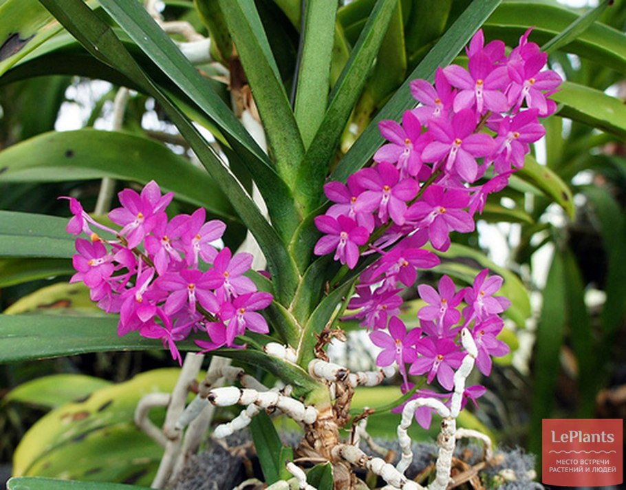 Ascocentrum ampullaceum