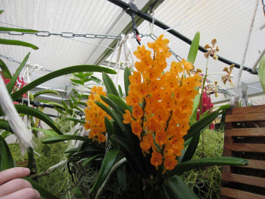 Ascocentrum curvifolium