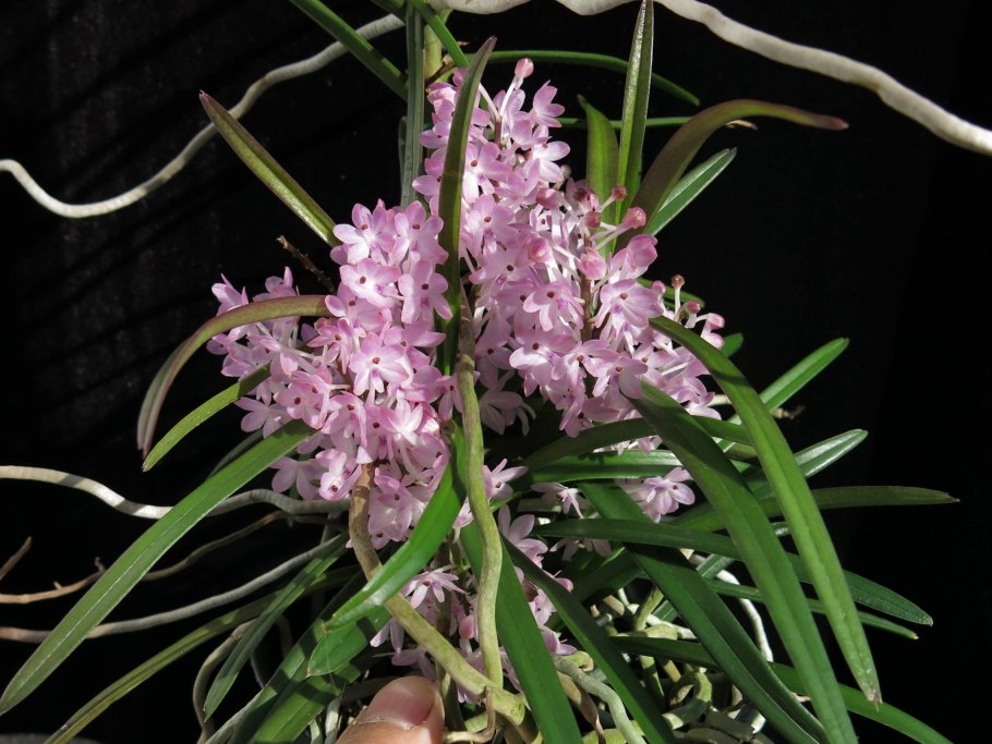 Ascocentrum miniatum