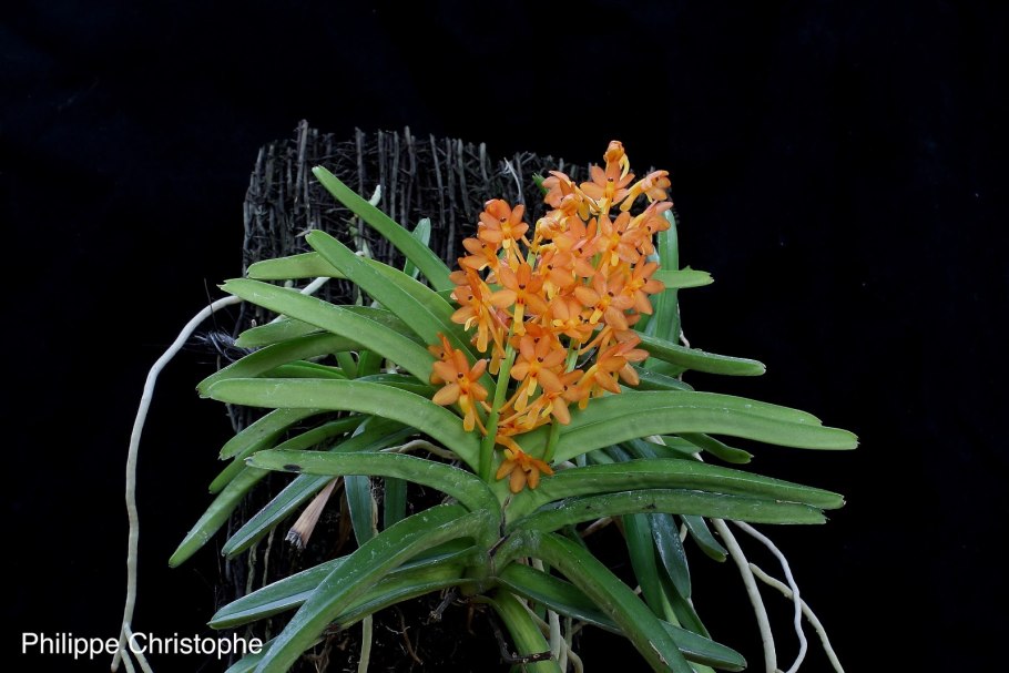 В53 Ascocentrum miniatum × sib 2,5