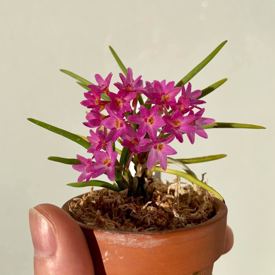 Аскоцентрум Пумилум