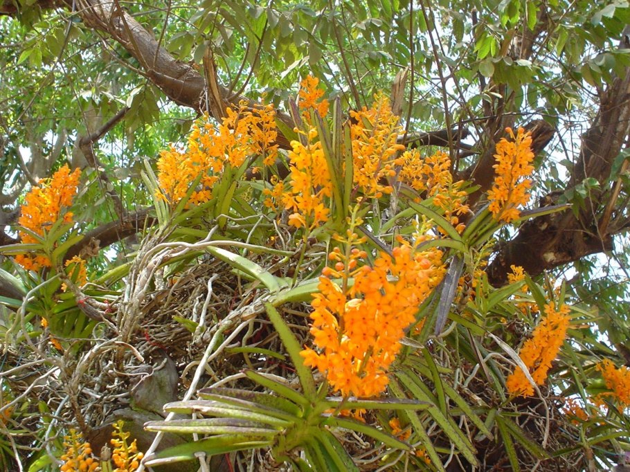 Орхидея Ascocentrum miniatum