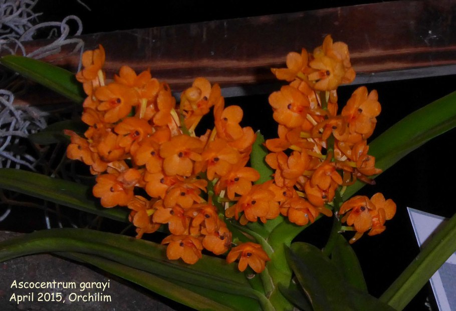Ascocentrum GARAYI