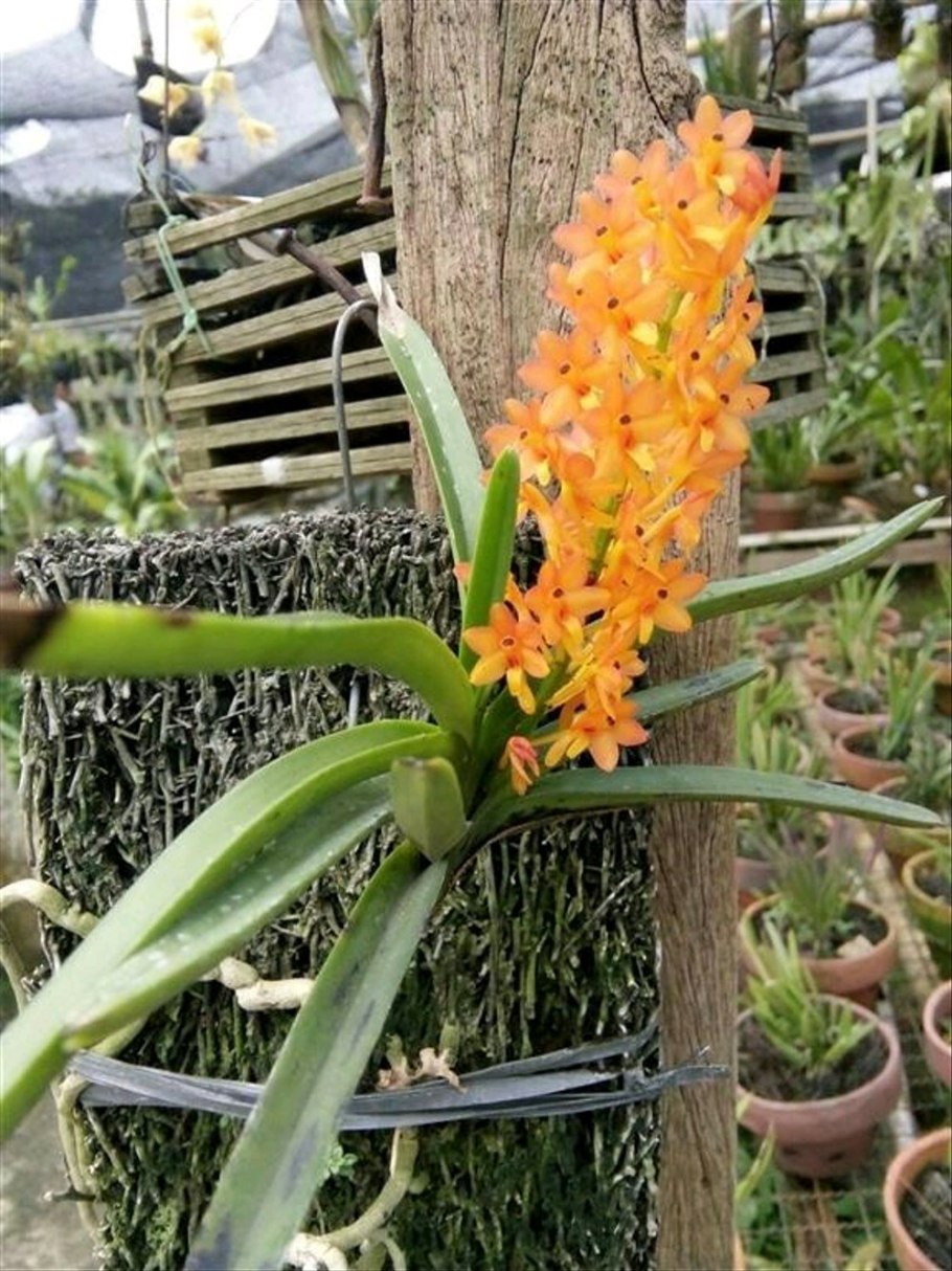 Аскоцентрум миниатум