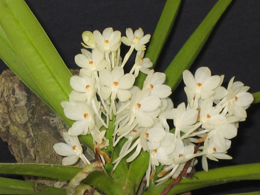 Аскоцентрум Альба