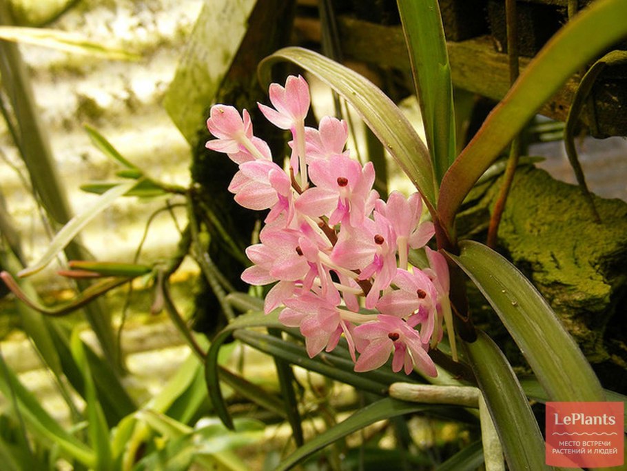 Аскоцентрум Орхидея