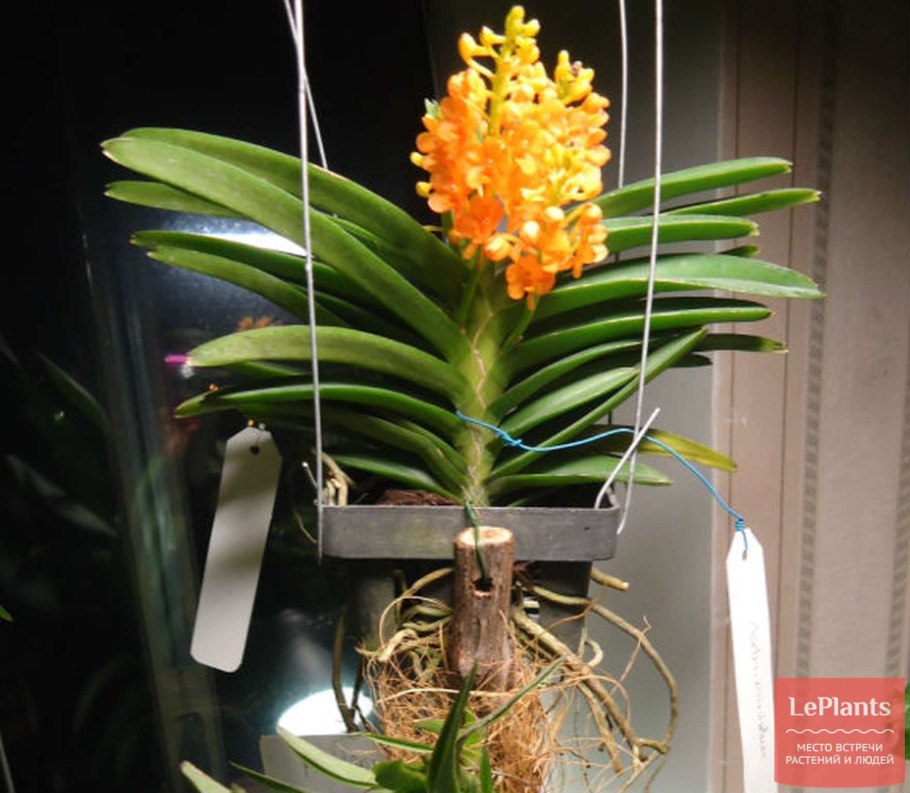 Аскоцентрум миниатум