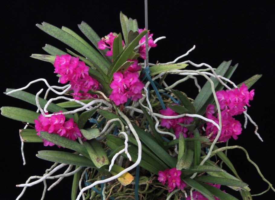 Ascocentrum aurantiacum