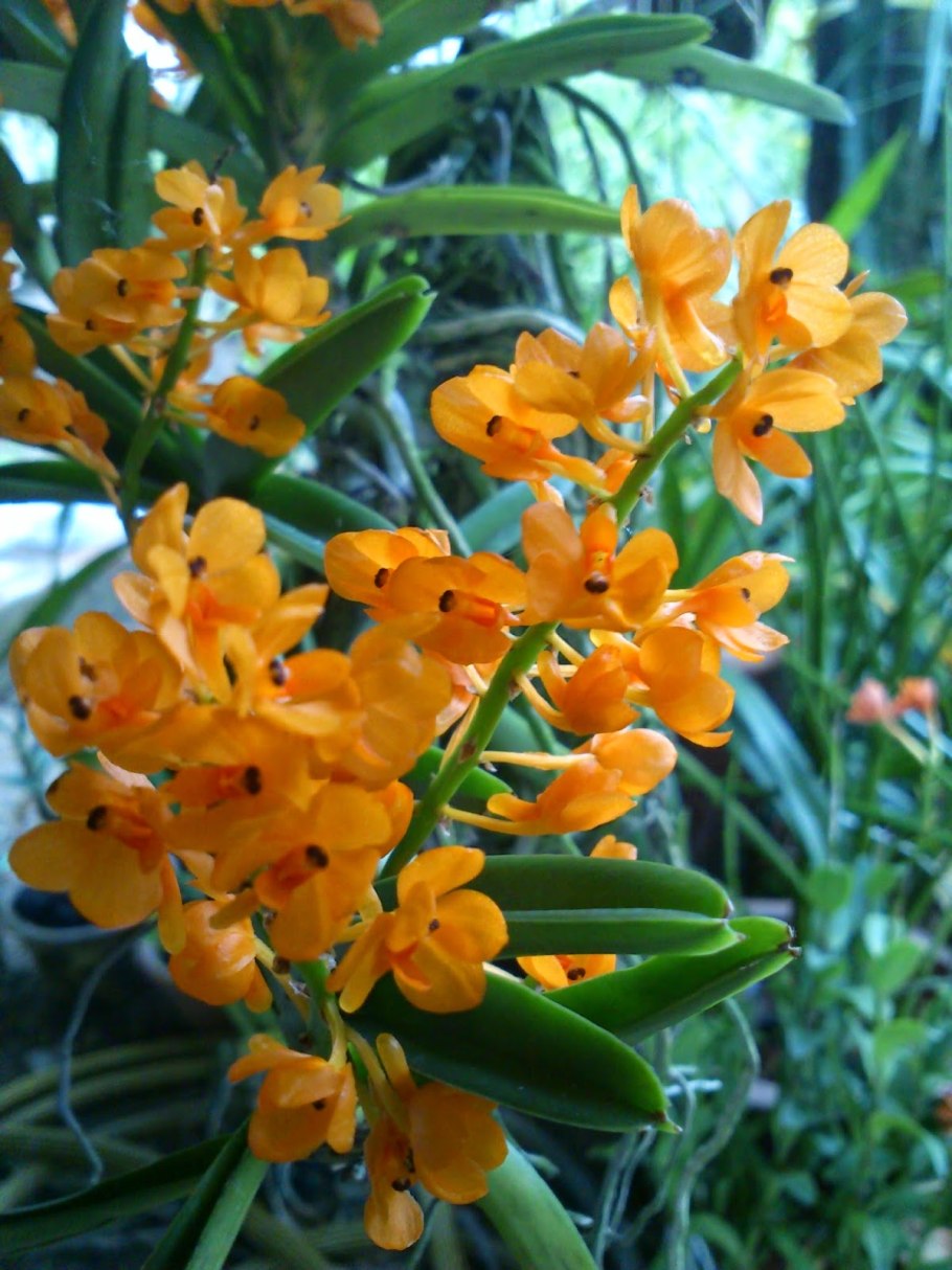 Ascocentrum christensonianum