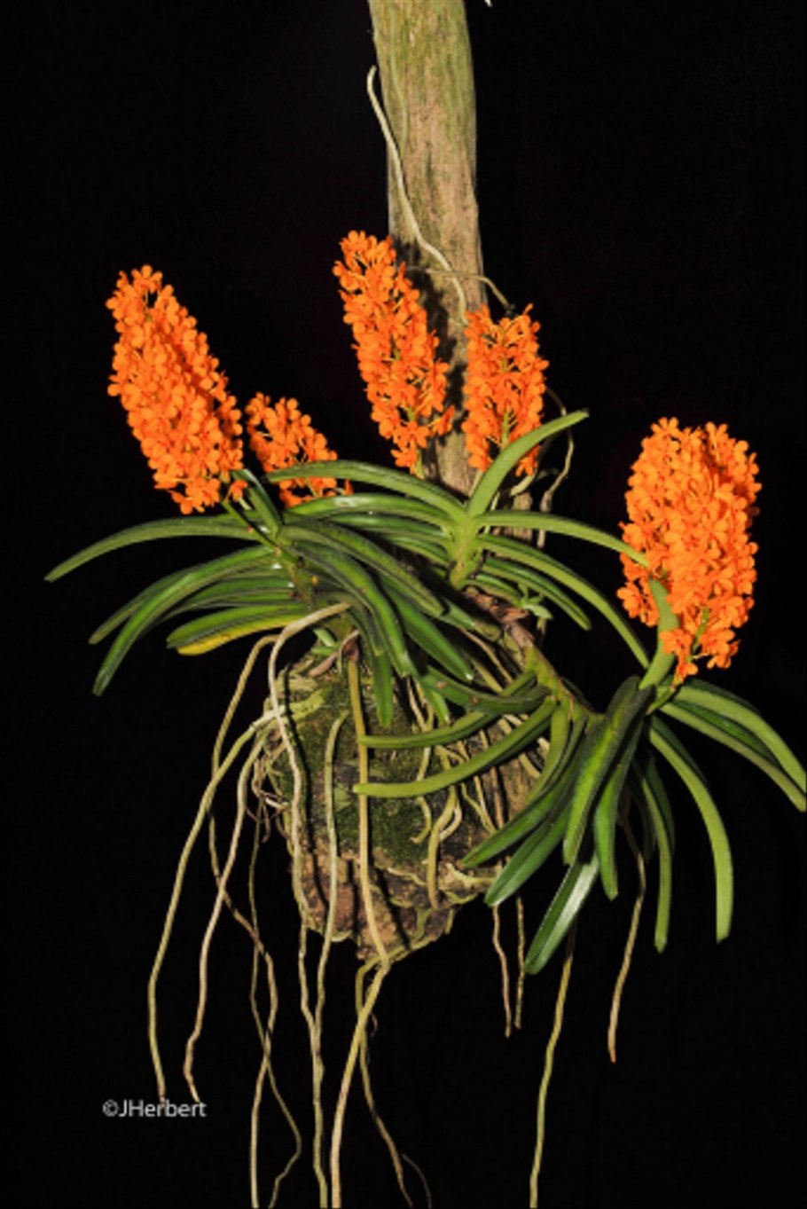 Ascocentrum pumilum