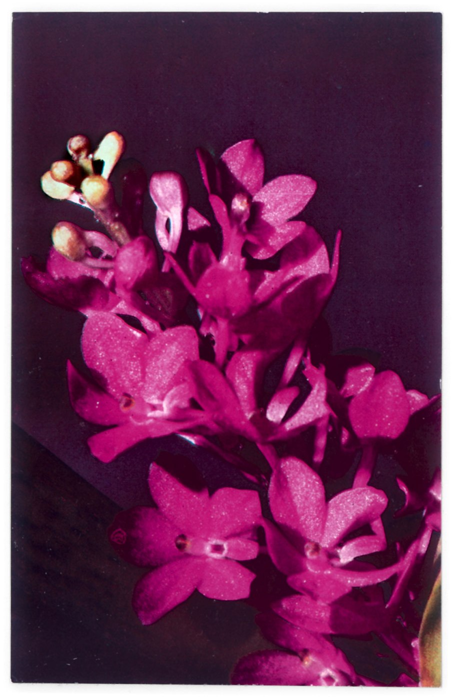 Орхидеи в СССР