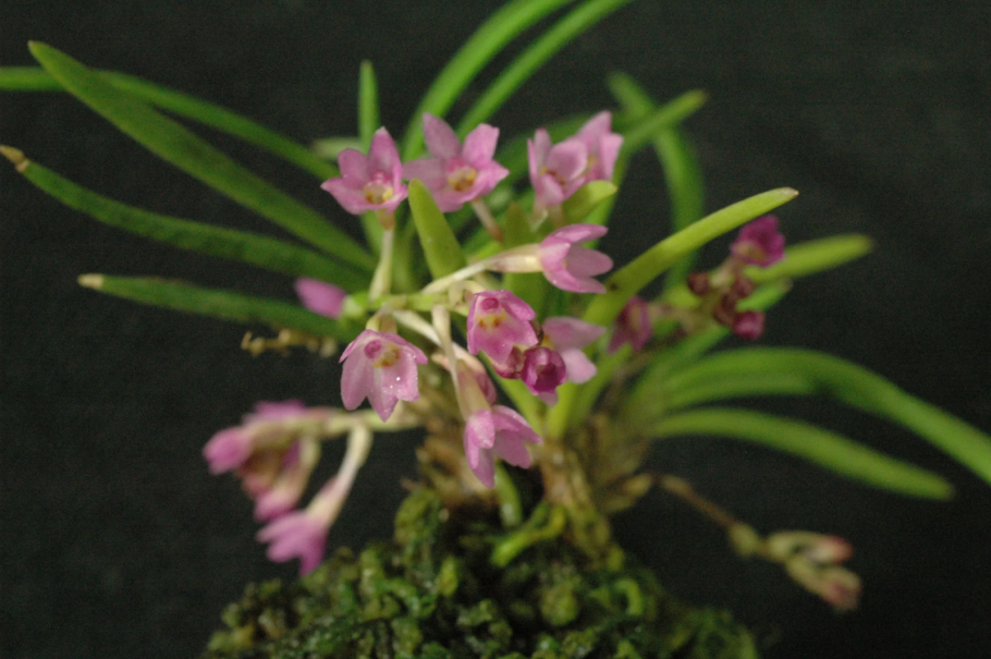 Ascocentrum (Dyakia) hendersonianum