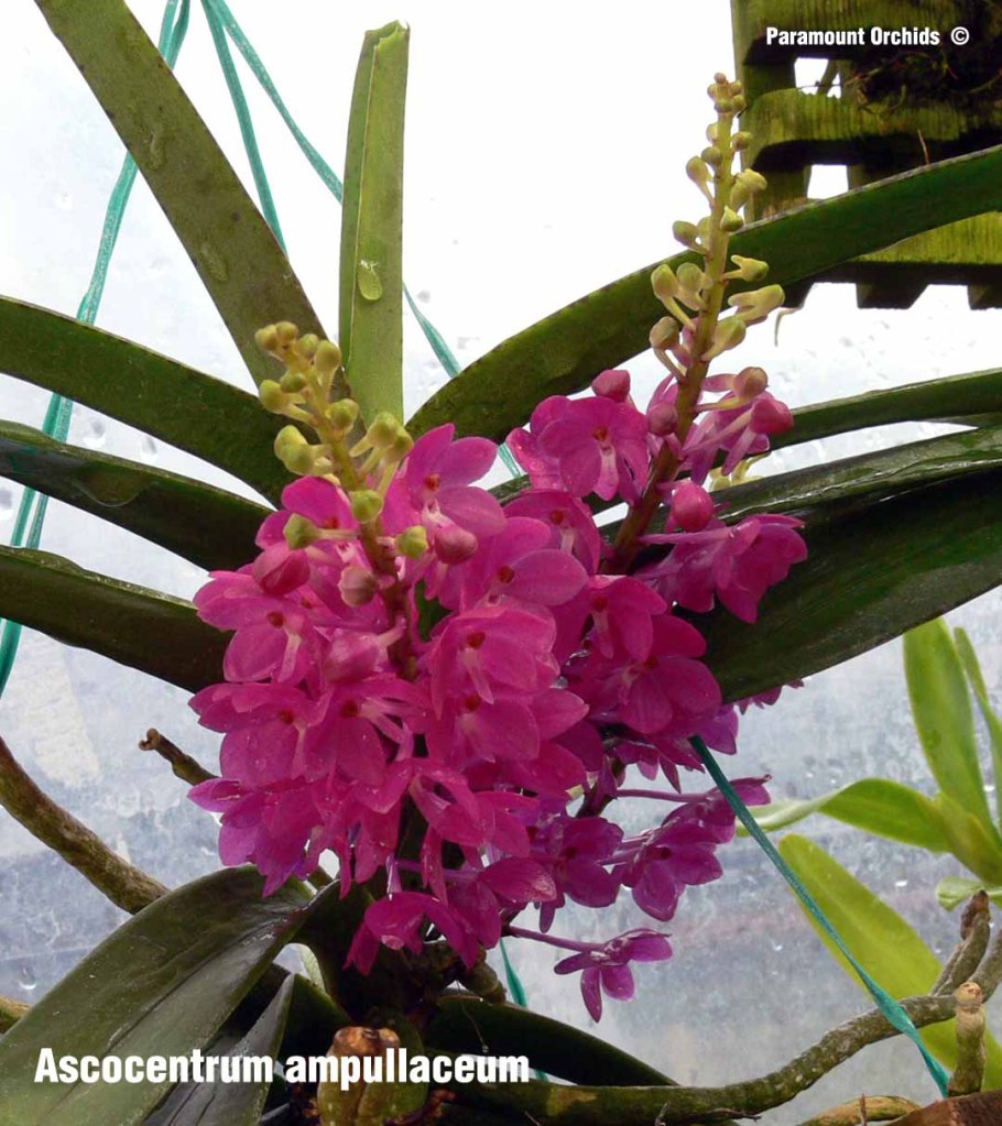 Ascocentrum miniatum