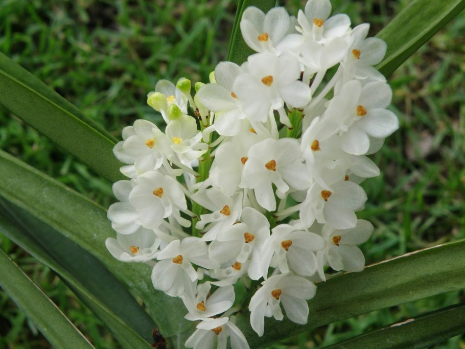 Аскоцентрум миниатум