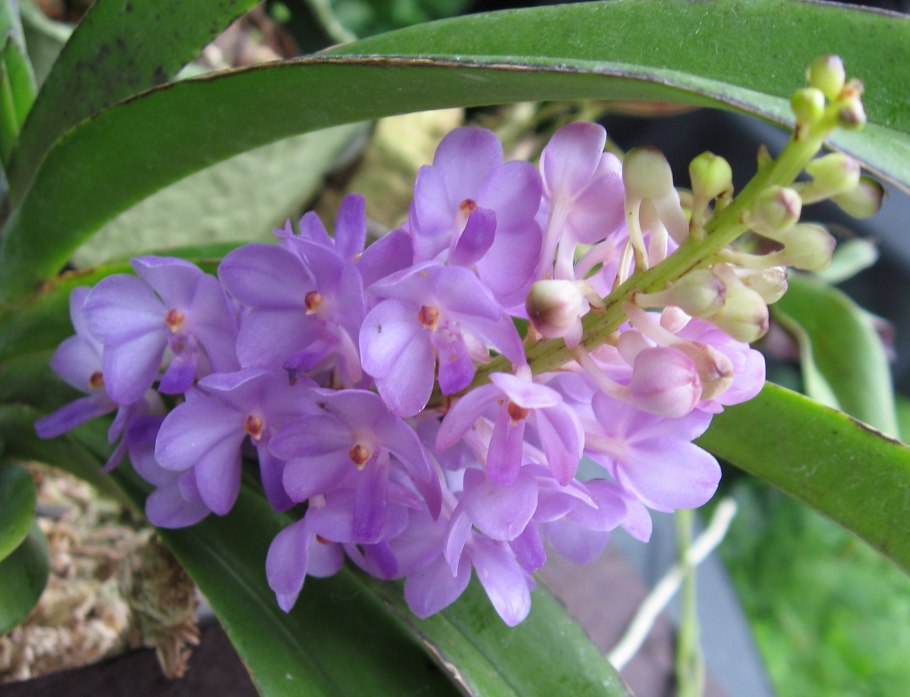 Vanda ampullaceum