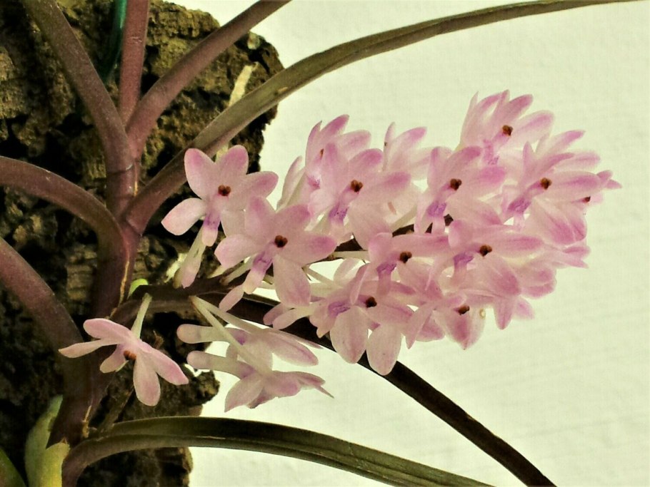 Аскоцентрум миниатум