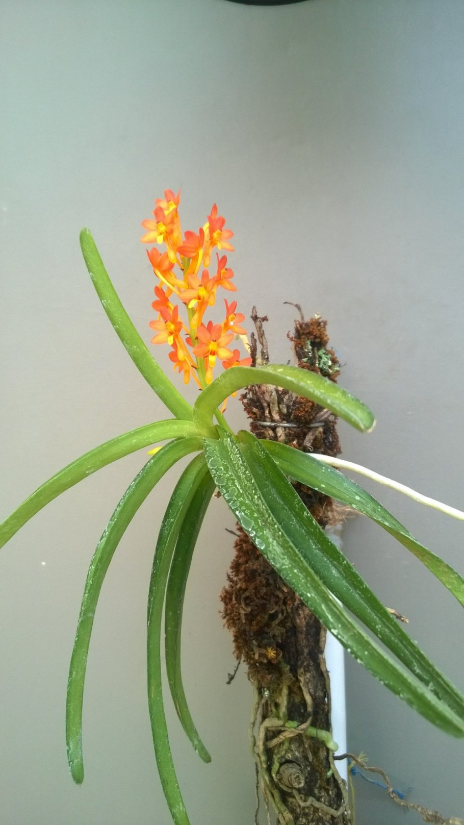 Asctm. Curvifolium_Shocking Pink