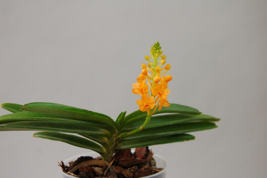 Ascocentrum Lilac Blossom