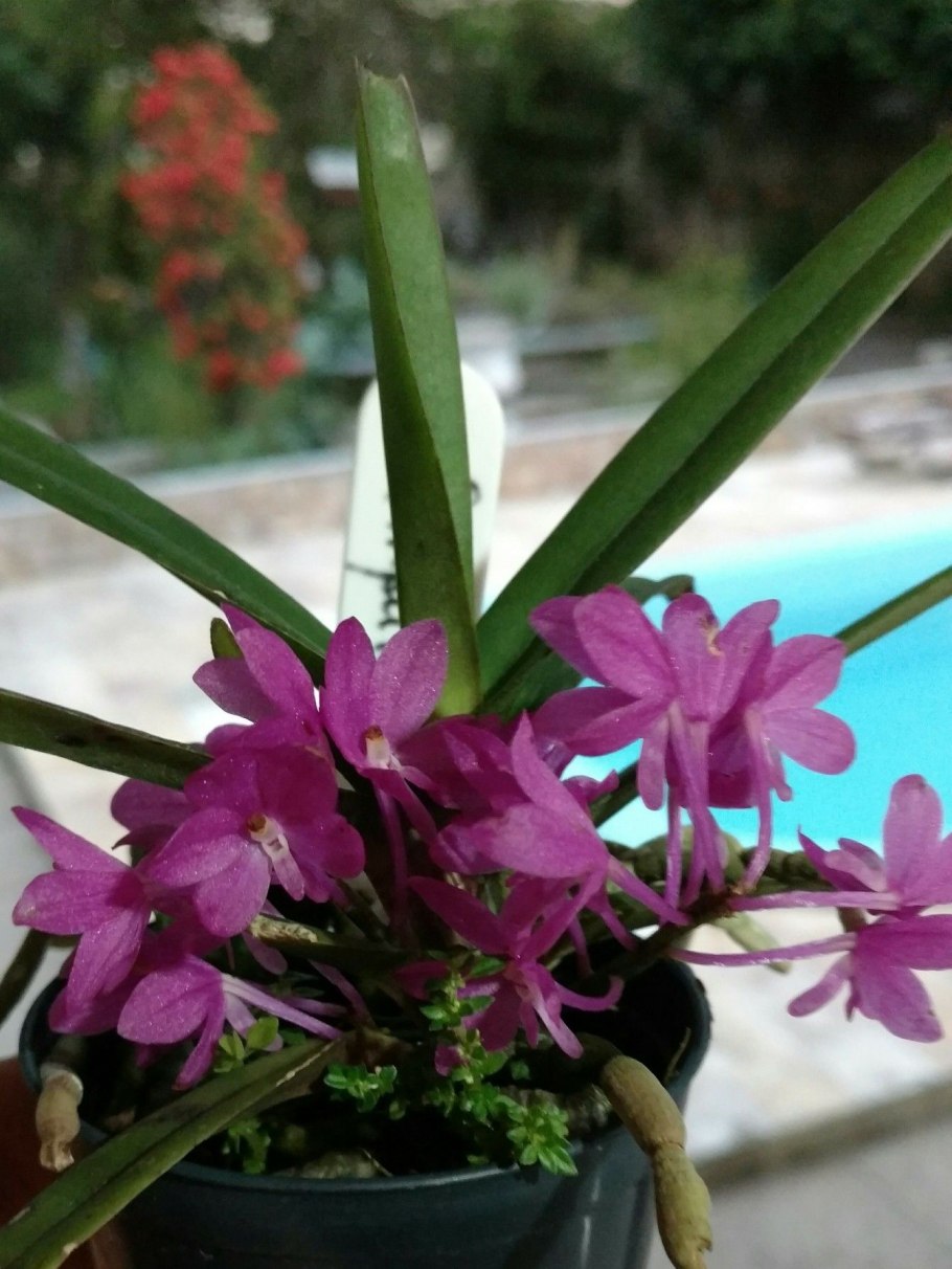 Ascocentrum ampullaceum