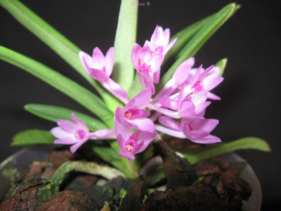 Аскоцентрум Орхидея