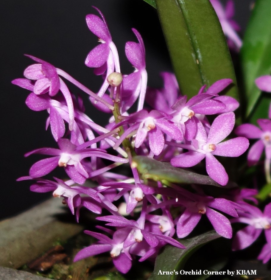 Аскоценда и Ванда отличие