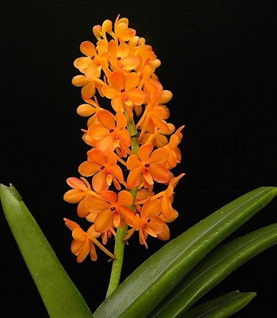 Asctm ampullaceum Alba