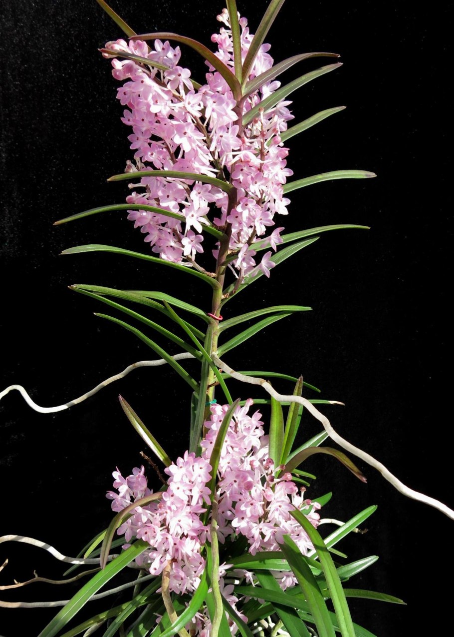 Ascocentrum christensonianum