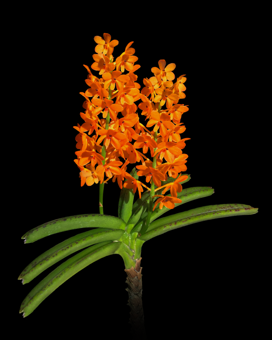 Ascocentrum miniatum