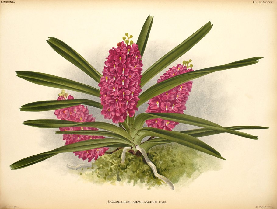 Аскоцентрум орхидея