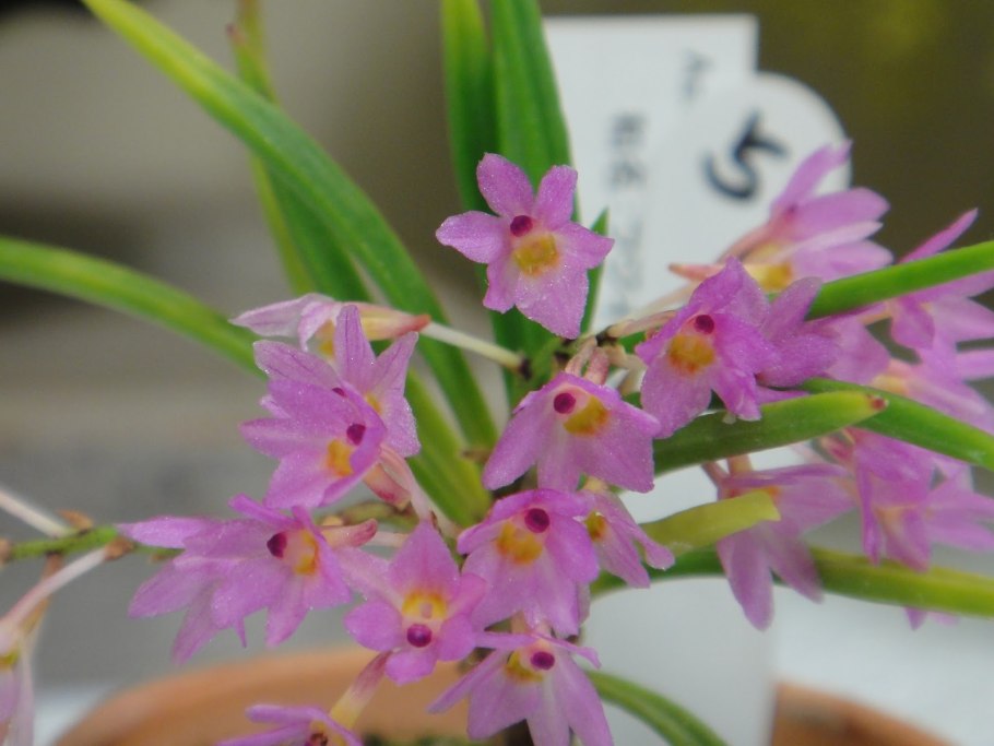 Аскоцентрум в векторе