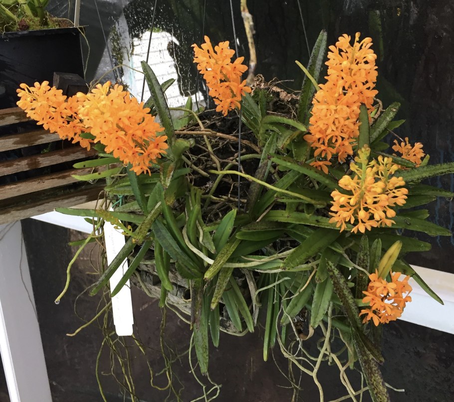 Ascofinetia Cherry Blossom