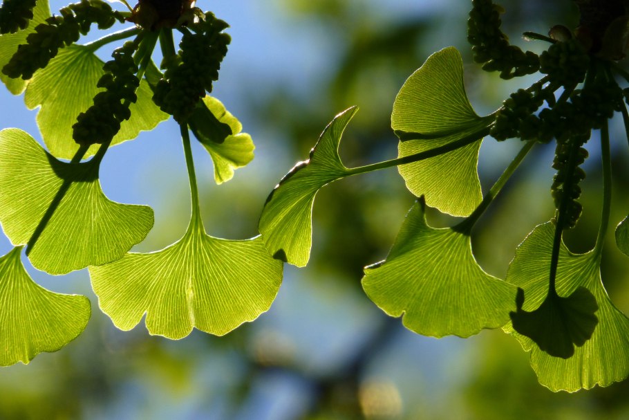 Гинкго билоба двулопастный Ginkgo Biloba