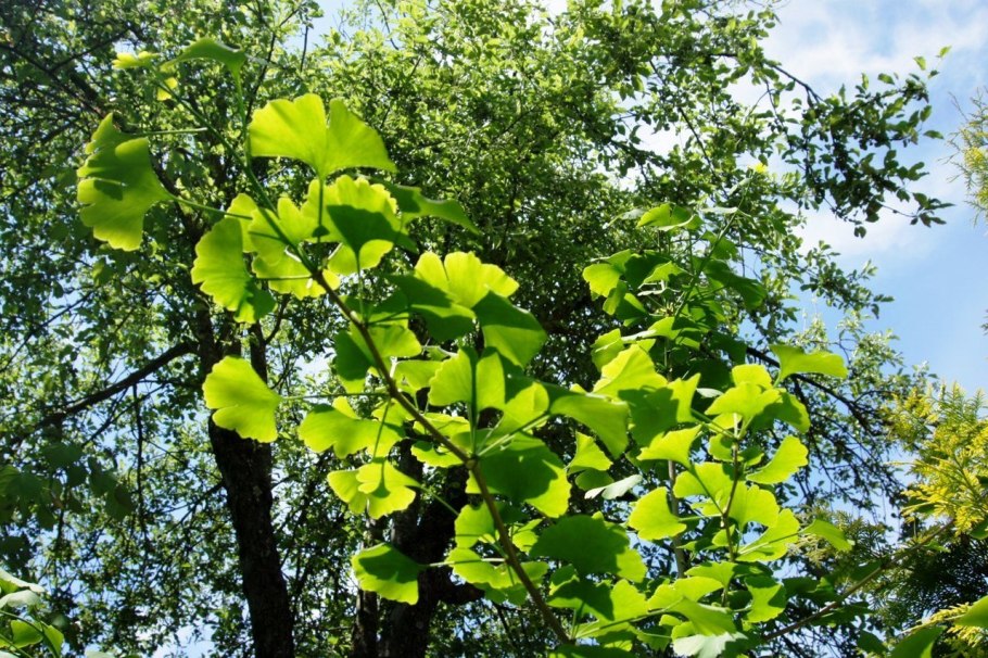 Гинкго двулопастный (Ginkgo Biloba)