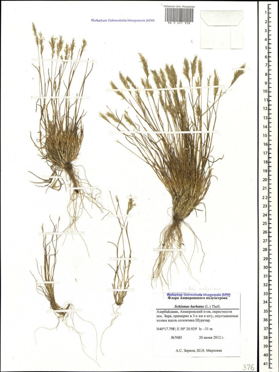 Брелок-пейджер Mongoose LS 9000d