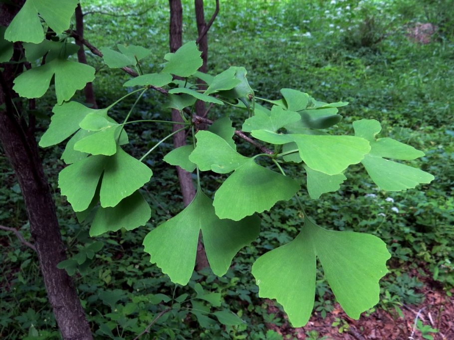 Гинкго двулопастный лист