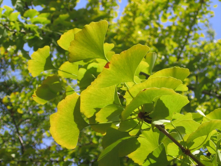 Ginko Biloba l.
