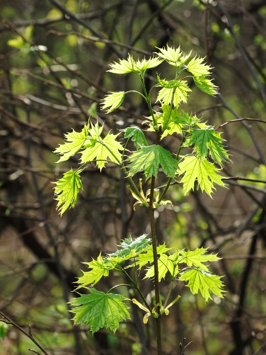Acer japonicum 'Aconitifolium'