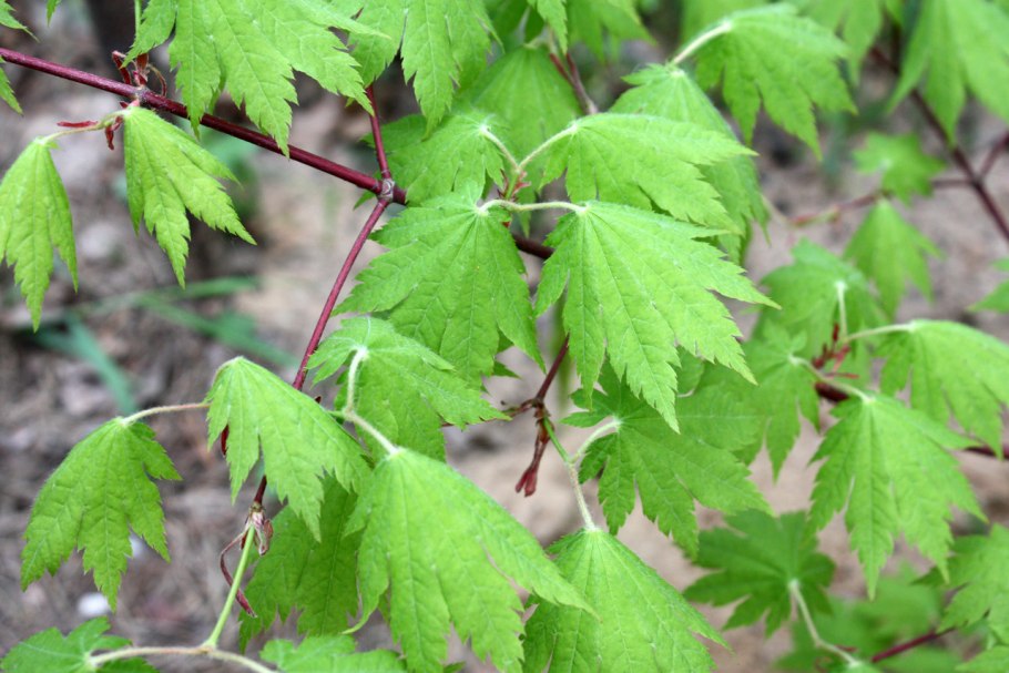 Клен ясенелистный цветение