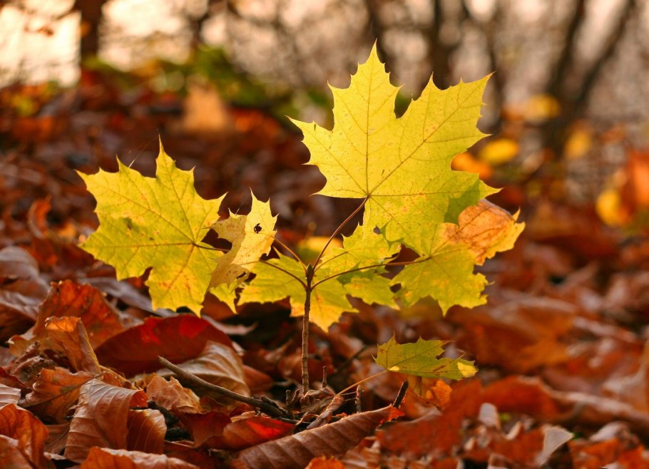 Кленовые листья осенние