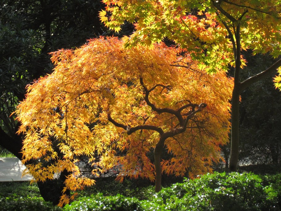 Клен остролистный друммонди осенью