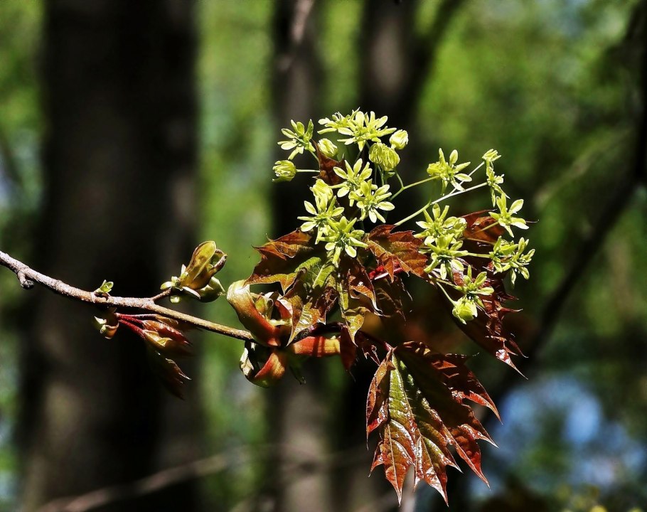 Клен дланевидный palmatum
