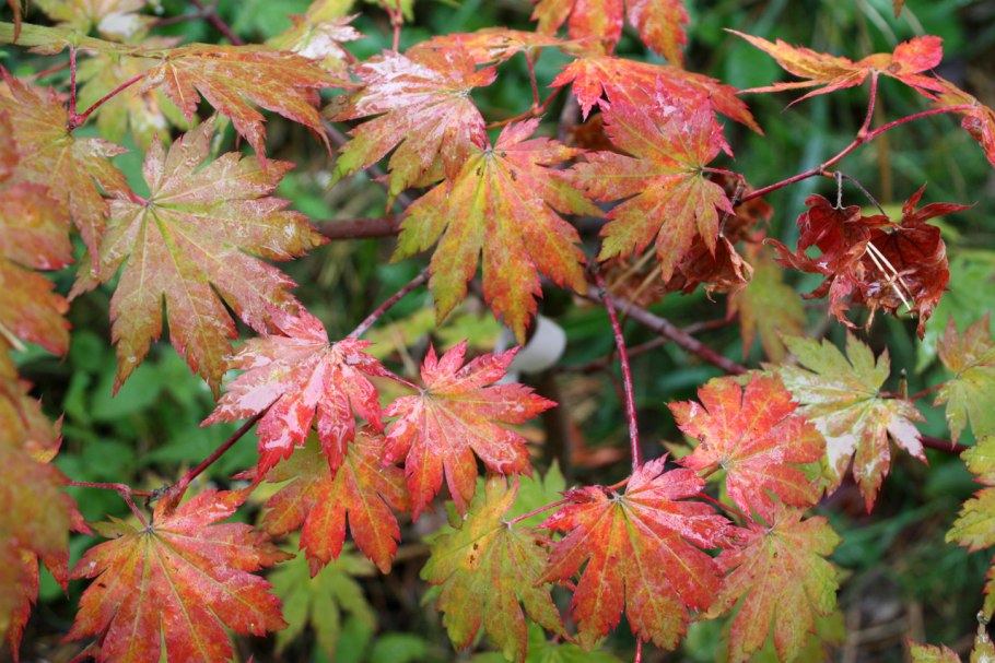 Клен ложнозибольдов