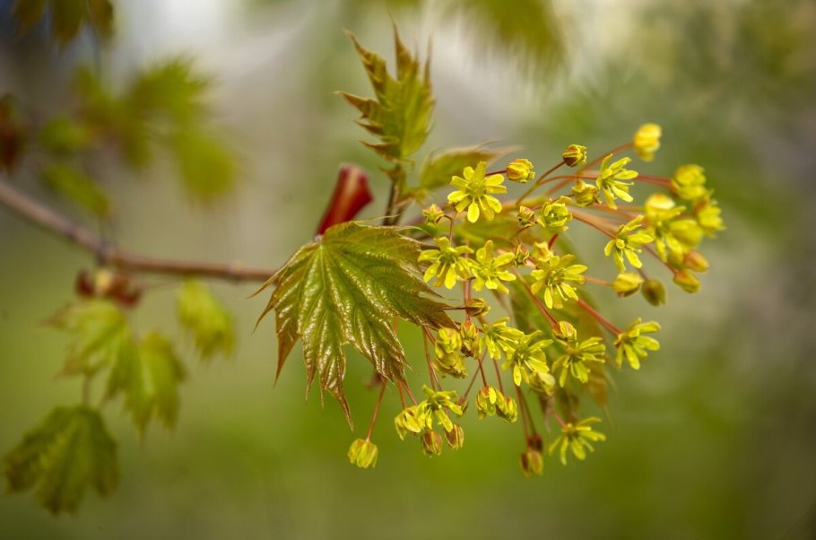 Клён остролистный цветениеъ
