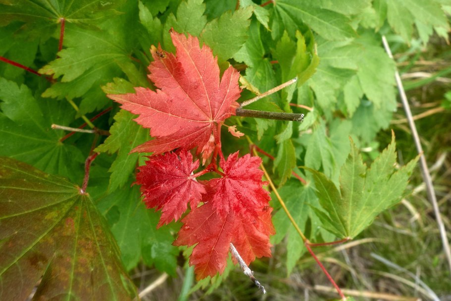 Клен ложнозибольдов лист