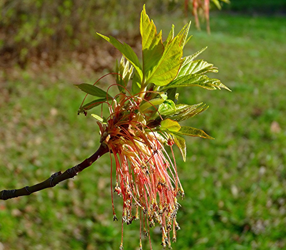 Клен дланевидный Пальматум