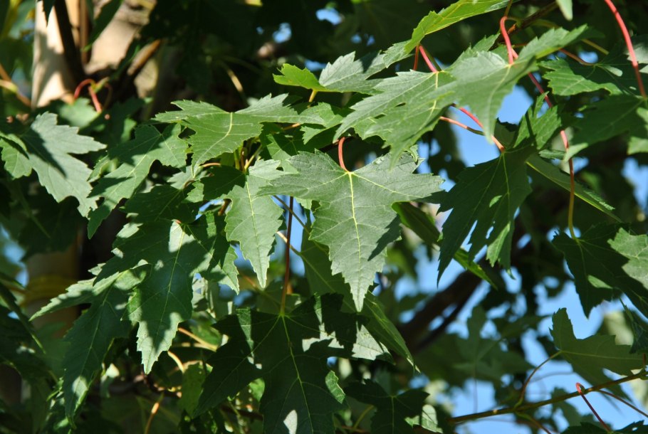Клен японский Acer japonicum