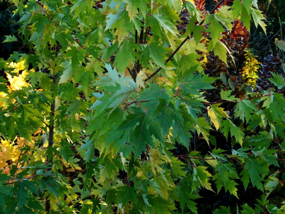 Acer platanoides 'laciniatum'