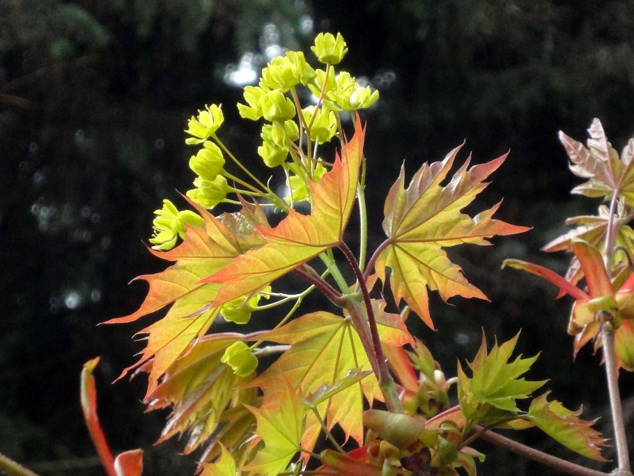Клен Комарова Кедровая Падь