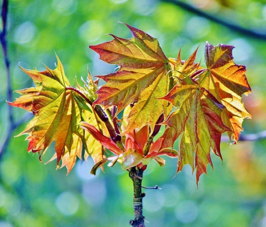 Клён колхидский Размеры